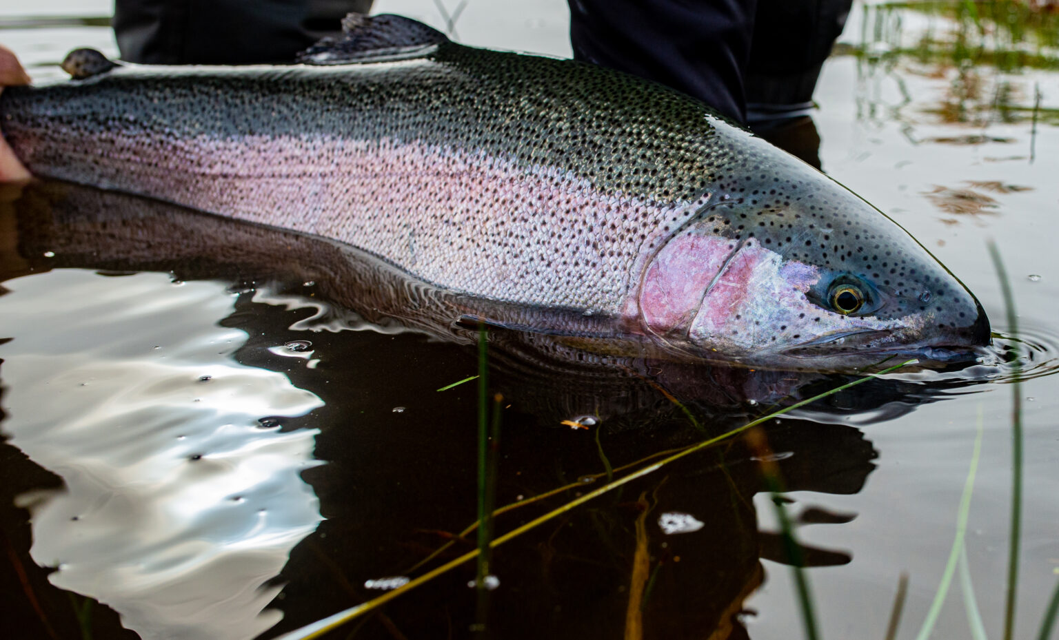 Berget Sportfiske Jakten Efter RIKTIGT Stor Regnb ge Flugfiskaren 