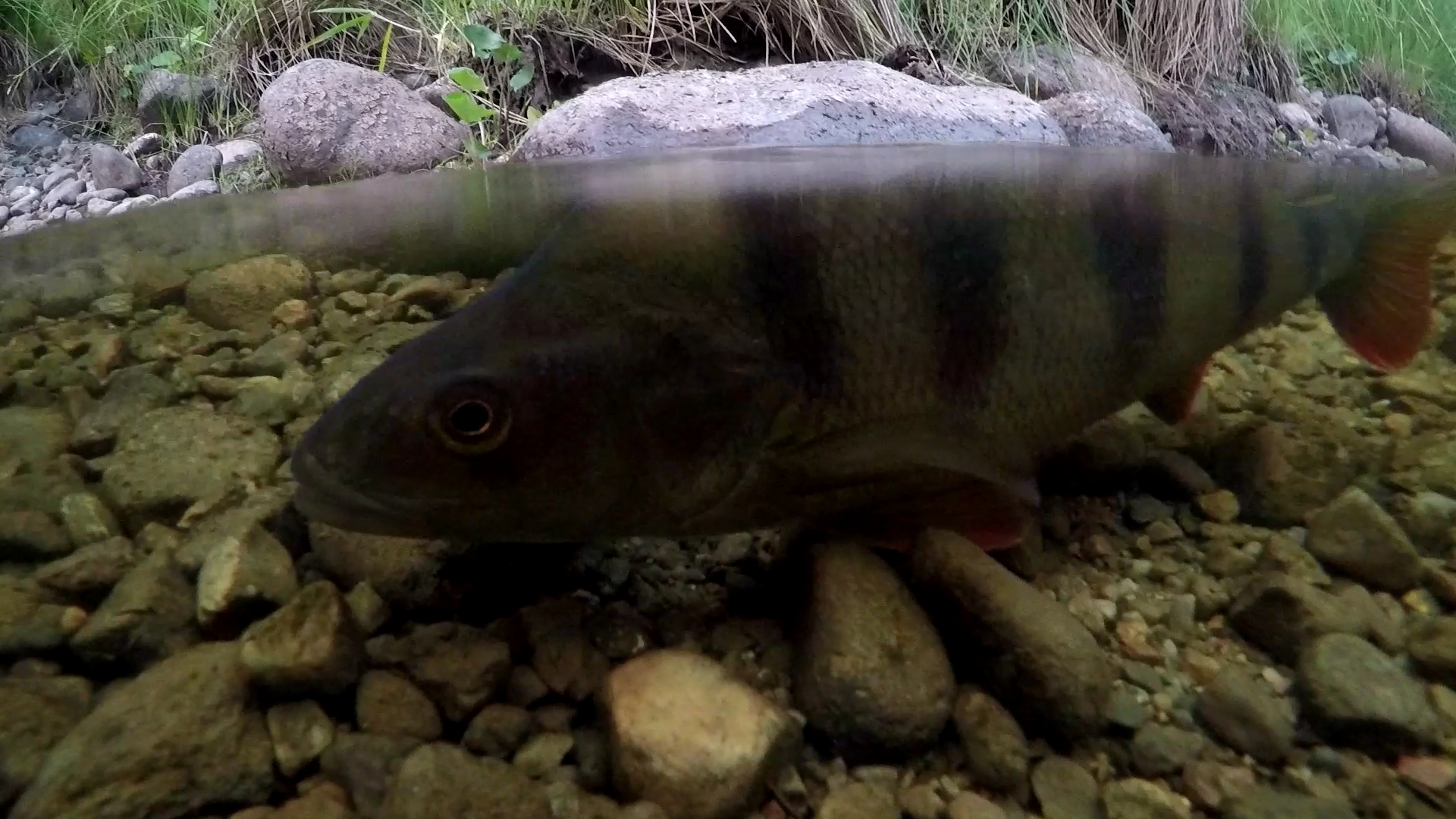 018825B13EC378DF90C1CDEC54BC9270