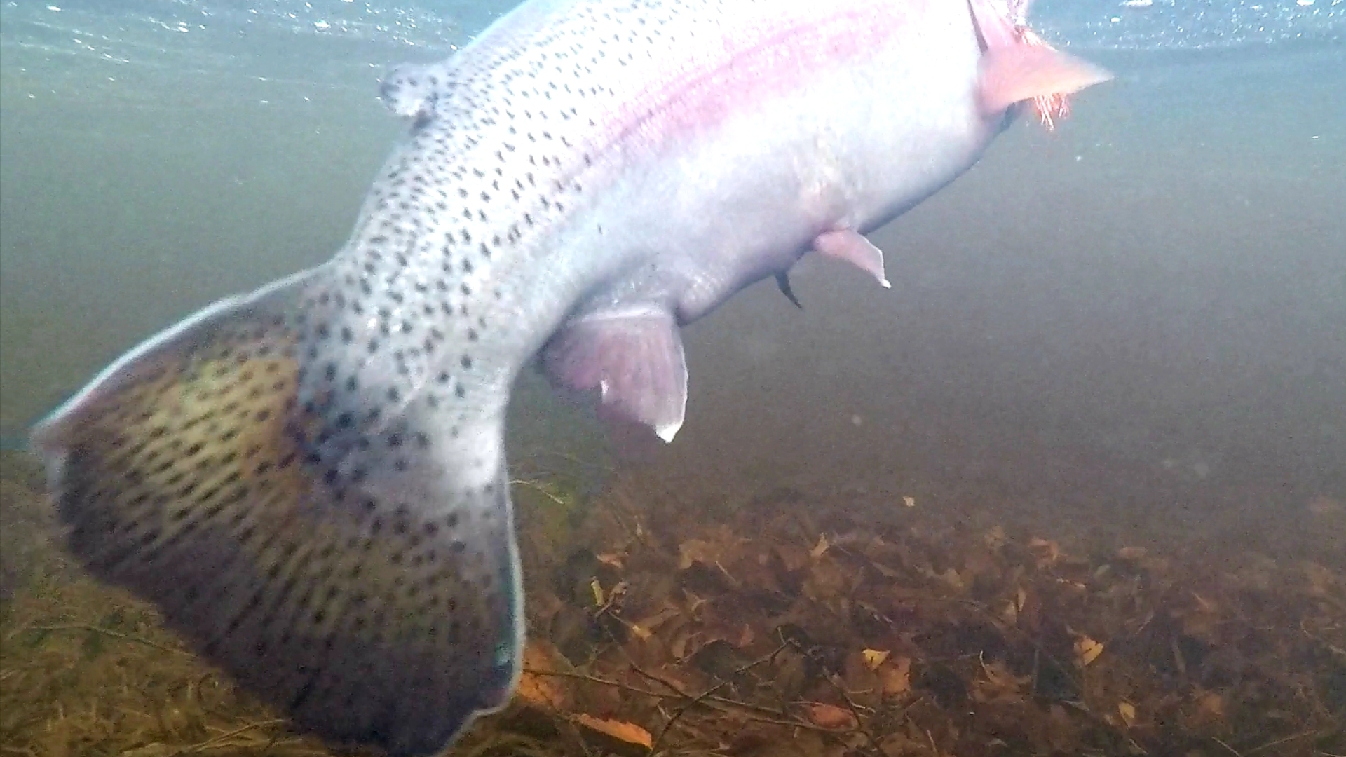 Screenshot_20181103-171710_Gallery