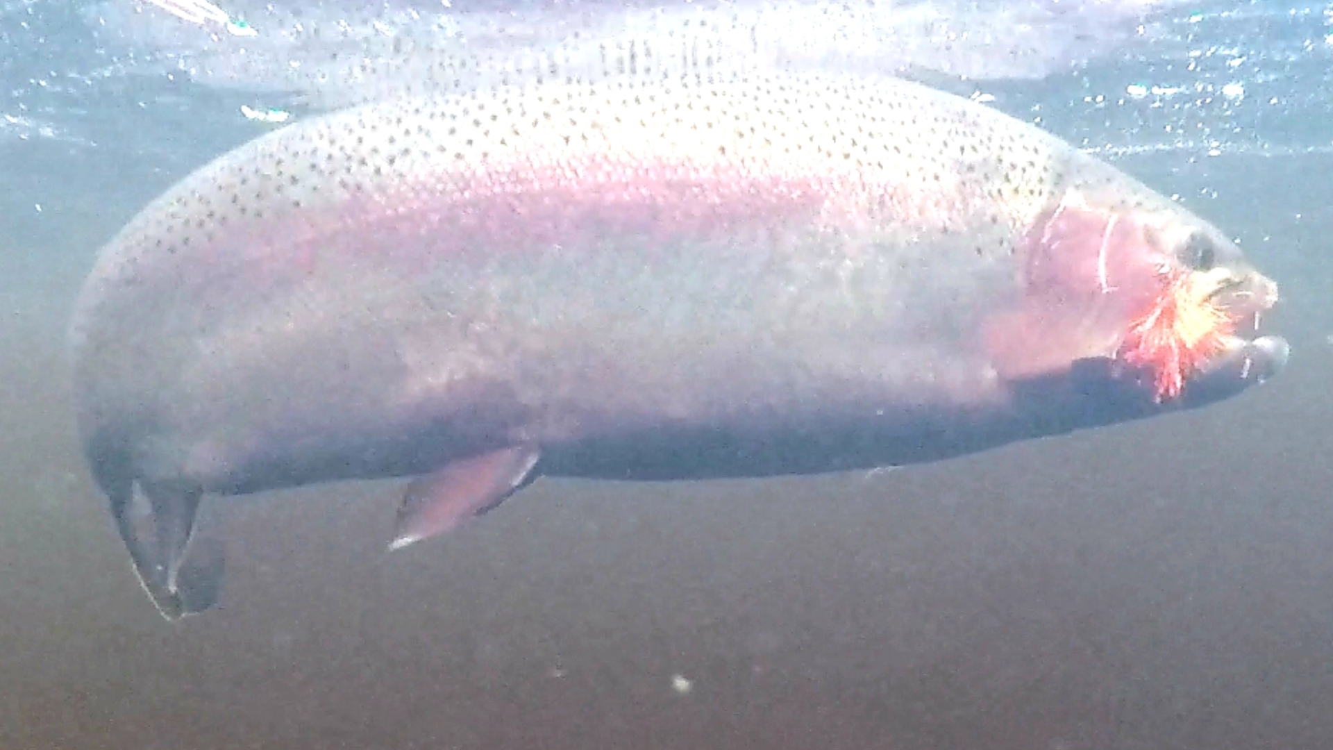 Screenshot_20181105-111724_Gallery