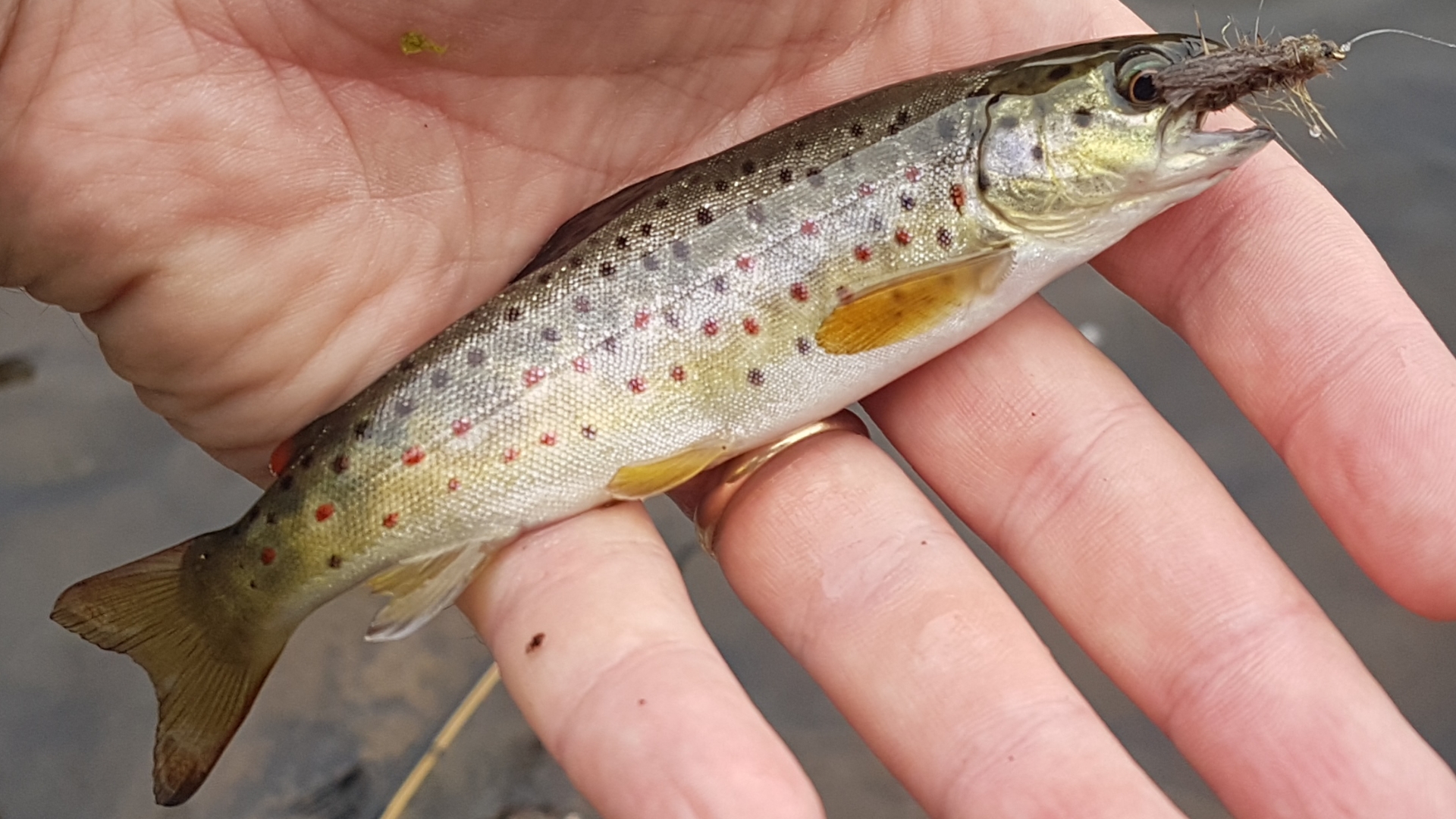 Screenshot_20181112-123211_Gallery