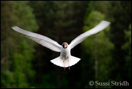 flygande mås