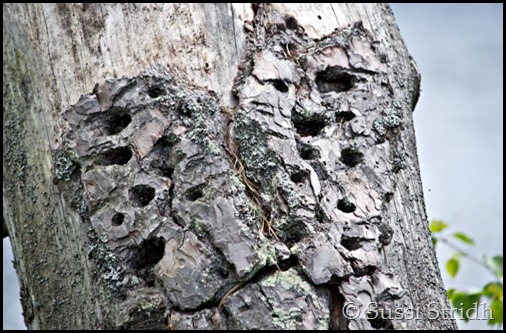 bark