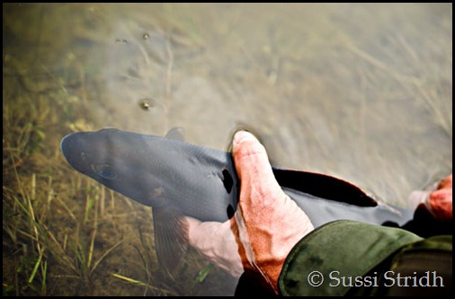 Harr catch and release