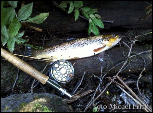 Micaels bild på sin öring