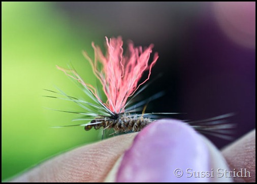 torrfluga