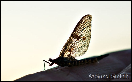 sländans sista andetag