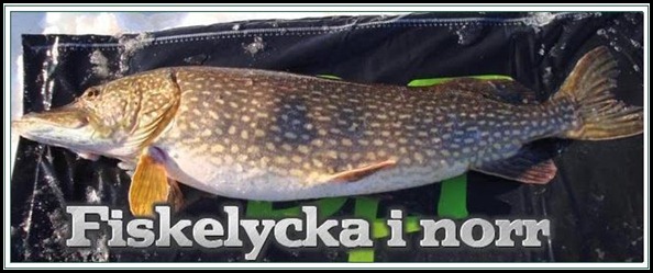 fiskelycka i norr
