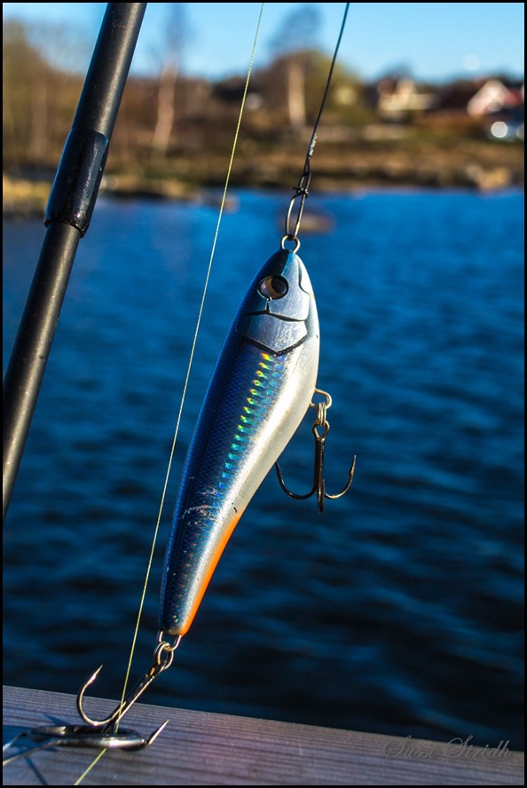 Bete-i-soluppgången---Kopia