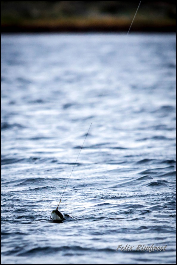 Gäddnosen-över-ytan