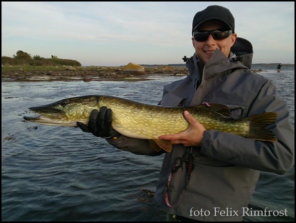 Niclas Stridh med Gädda