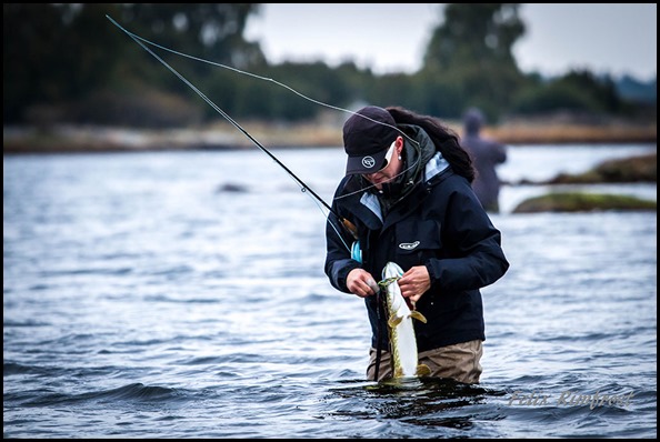 Sussi-Stridh-gälgreppar