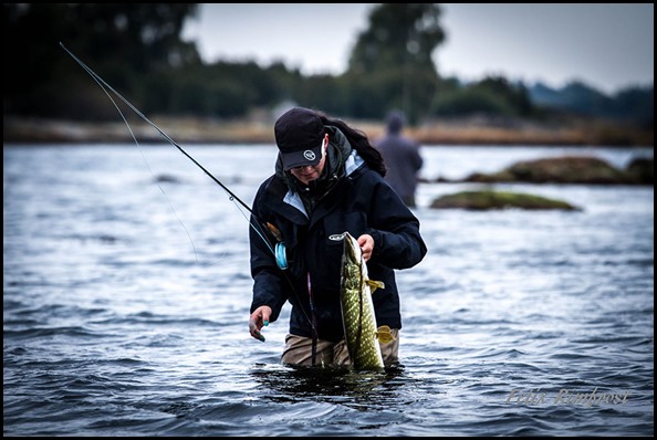 Sussi-Stridh-med-fin-kustgädda
