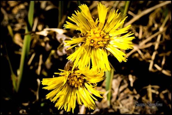 tussilago